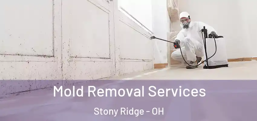  Mold Removal Services Stony Ridge - OH