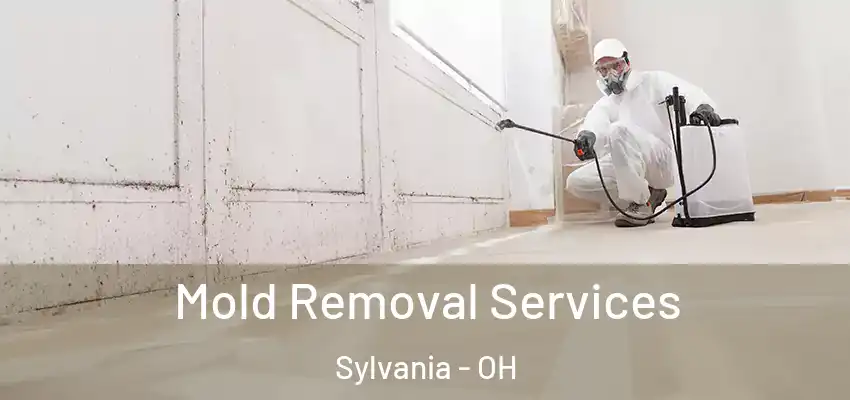  Mold Removal Services Sylvania - OH