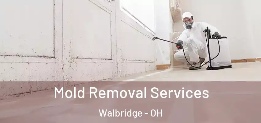  Mold Removal Services Walbridge - OH