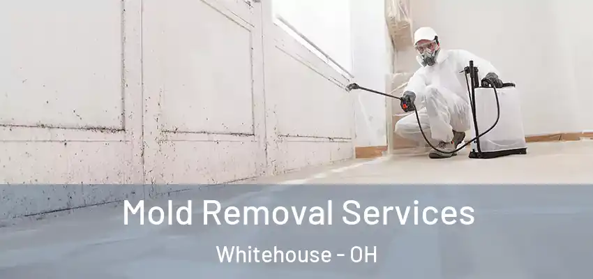 Mold Removal Services Whitehouse - OH