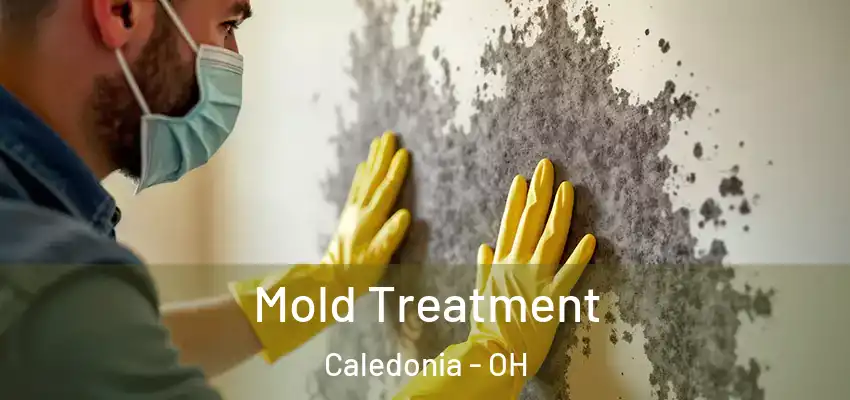  Mold Treatment Caledonia - OH